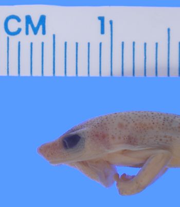 Media type: image; Herpetology A-26322